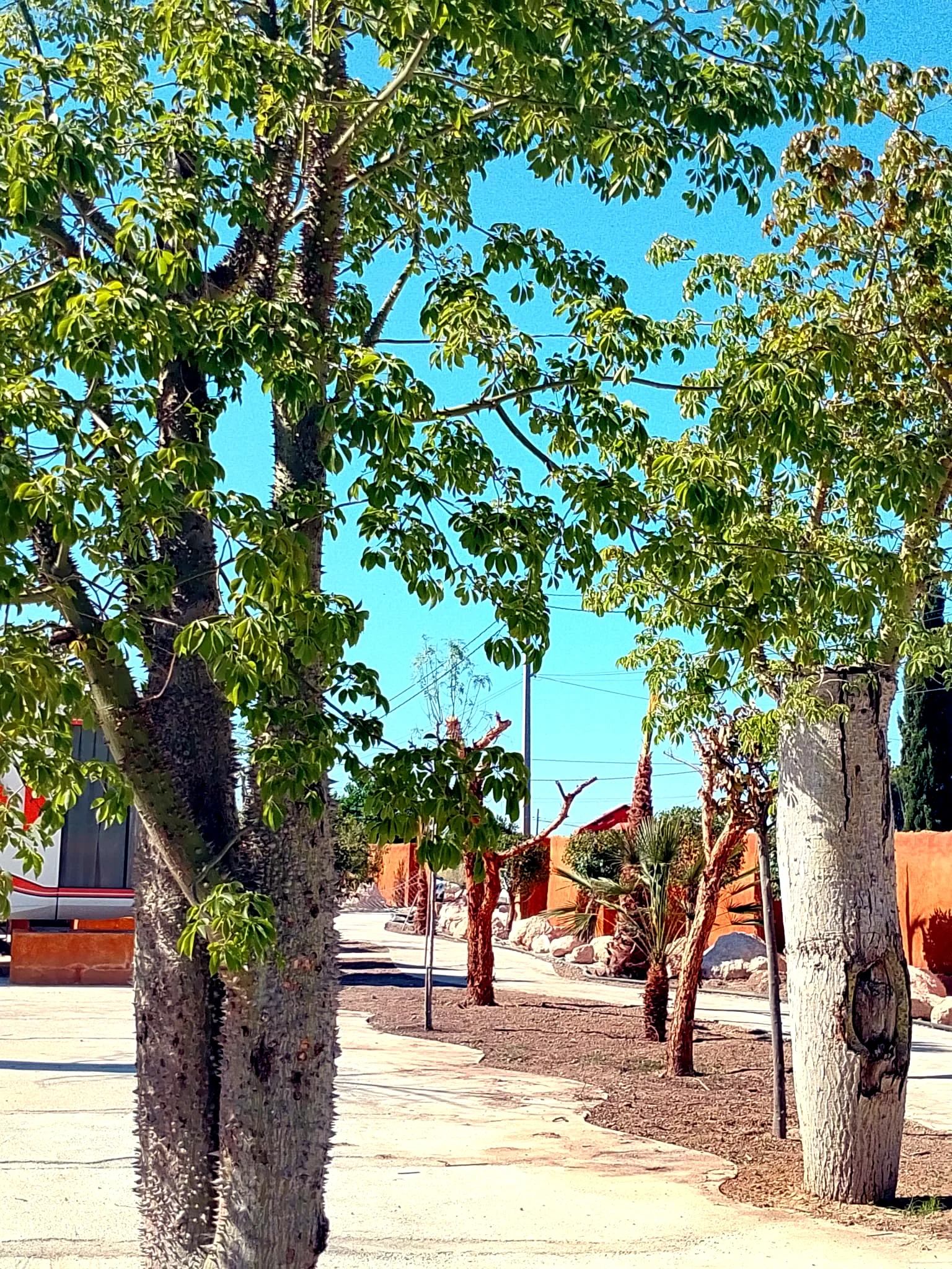Galeria Kambalache EcoResort Catral imagen 29 - Evolucion